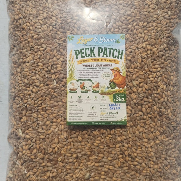 3kg Whole Wheat Forage – Grow Fresh Sprouts for Your Flock