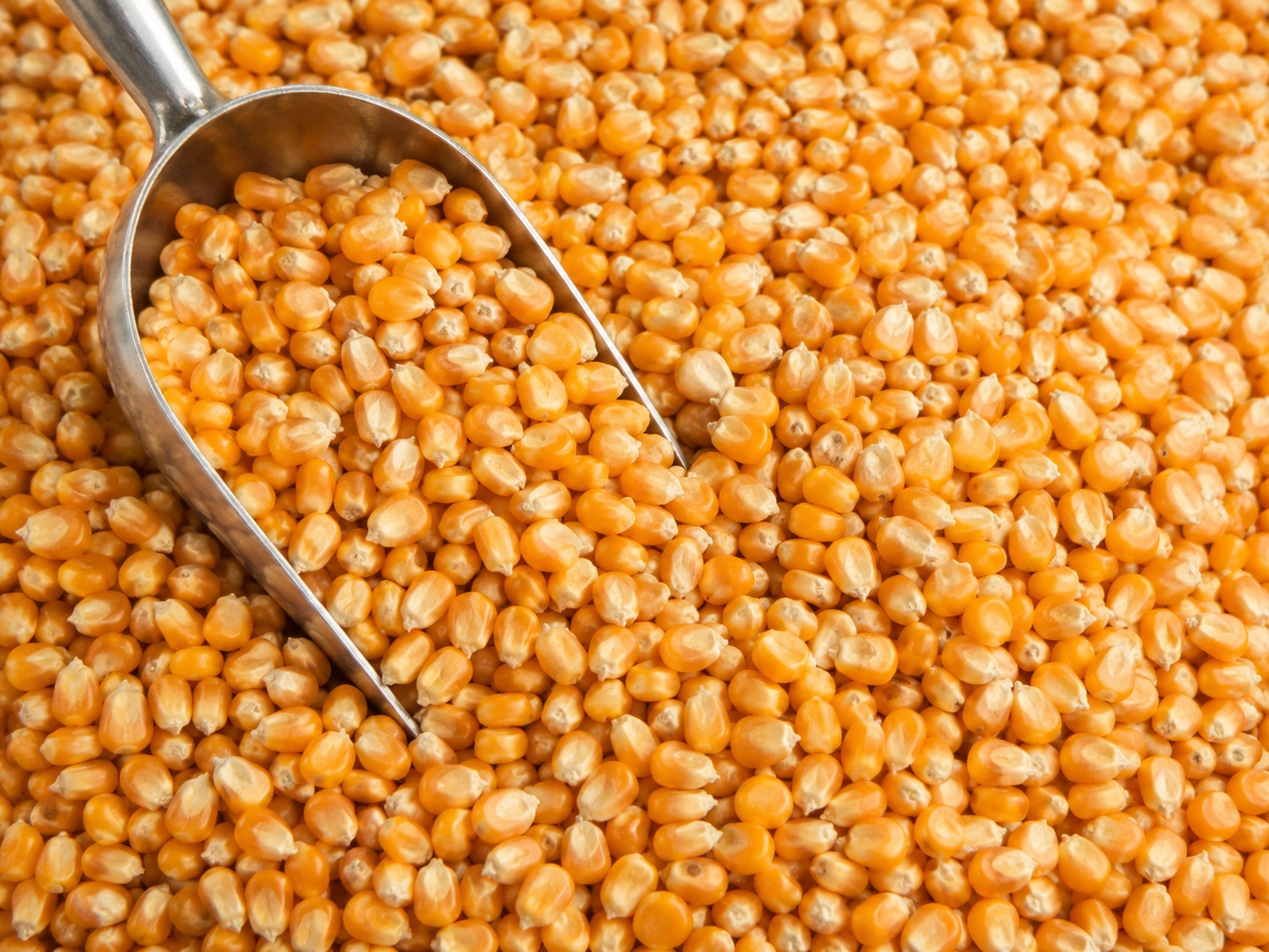 2kg Whole Maize