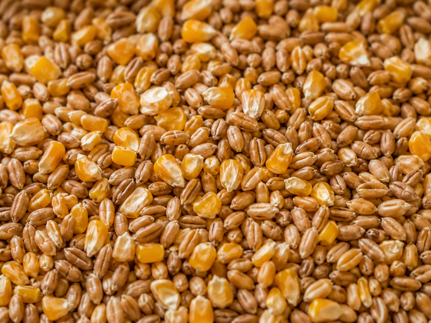 Country Gold - Wheat & Split Maize Mixture