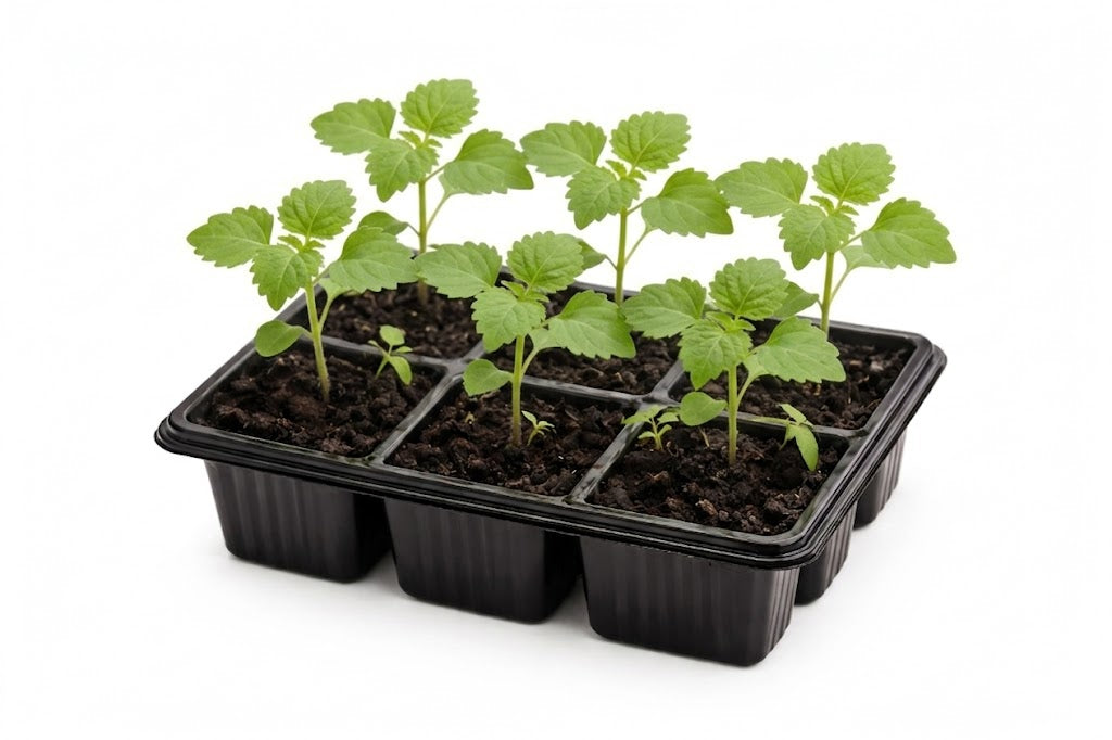 Salvia Splendor: Blaze of Fire Red Seedlings - Pack of 6