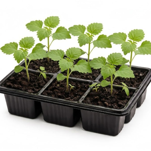 Salvia Splendor: Blaze of Fire Red Seedlings - Pack of 6