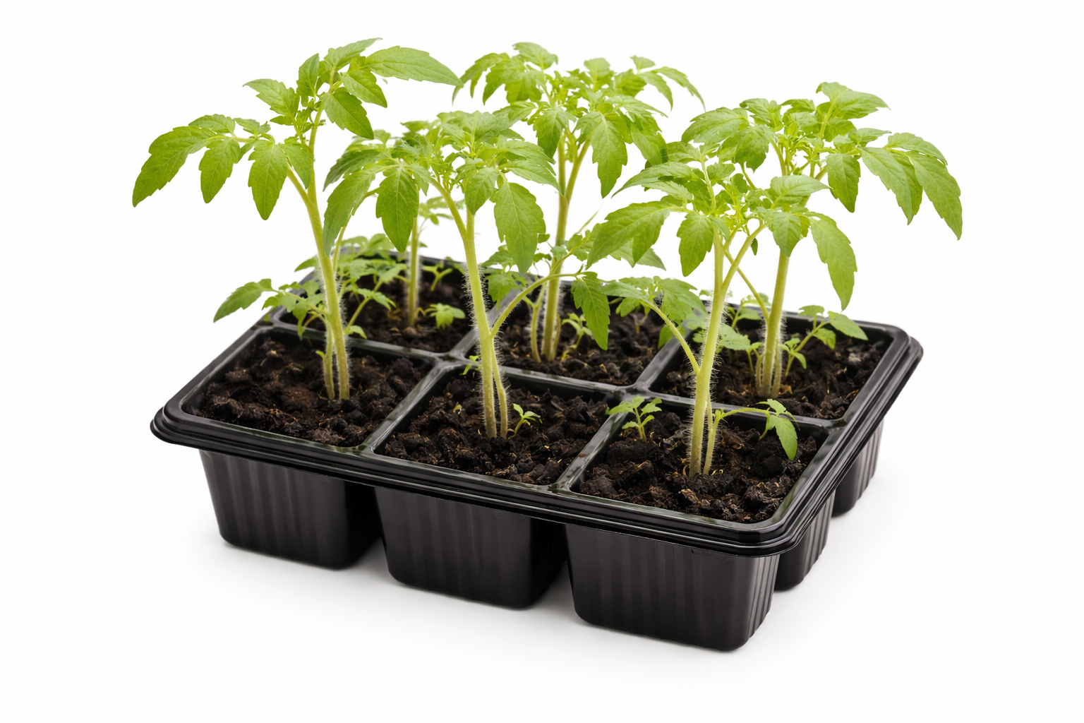 Tomato Seedlings – Pack of 6 | Strong Young Plants for Garden, Greenhouse or Pots