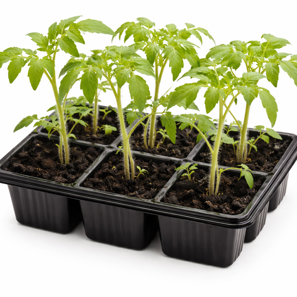 Tomato Seedlings – Pack of 6 | Strong Young Plants for Garden, Greenhouse or Pots