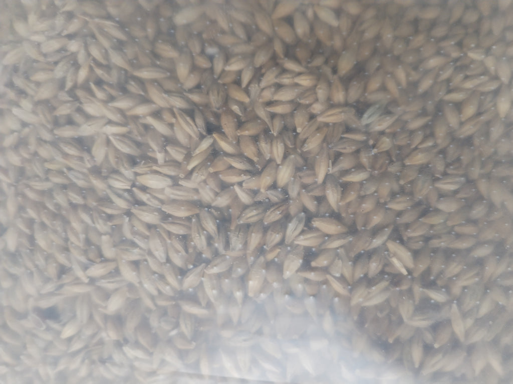 Sprout & Peck Barley – Premium Whole Barley for Poultry (2kg)