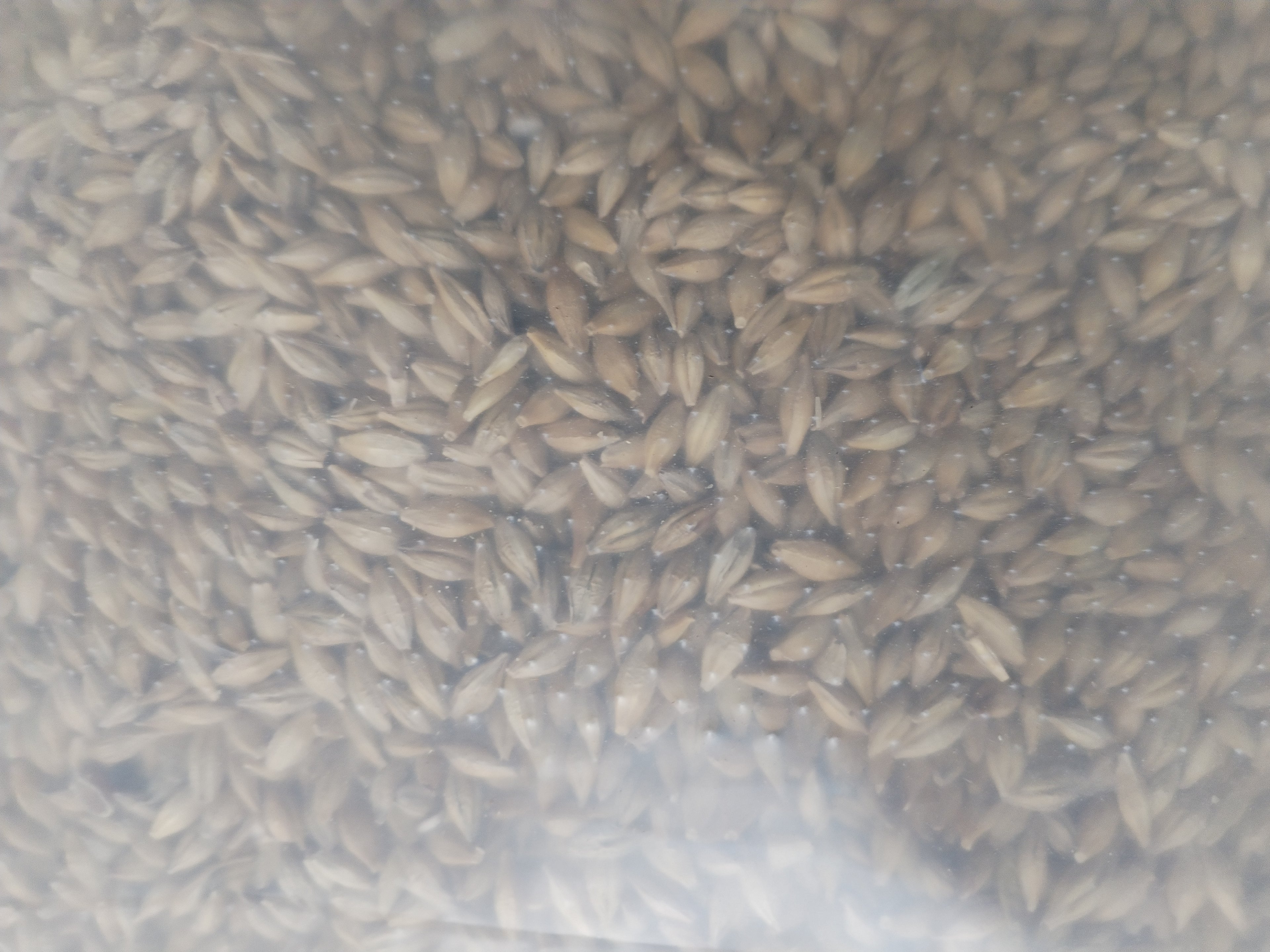 Sprout & Peck Barley – Premium Whole Barley for Poultry (2kg)