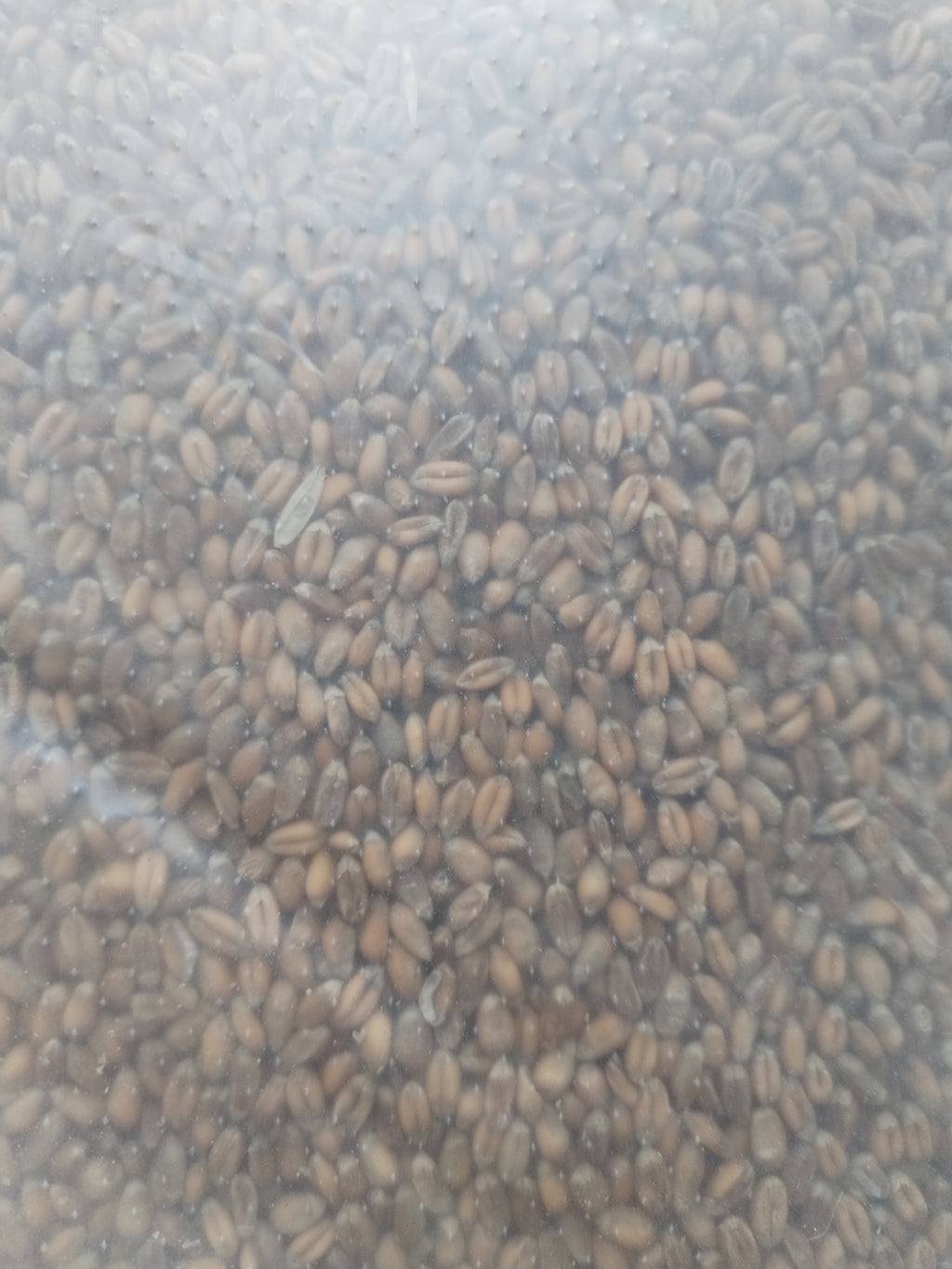 25kg Whole Wheat for Sprouting