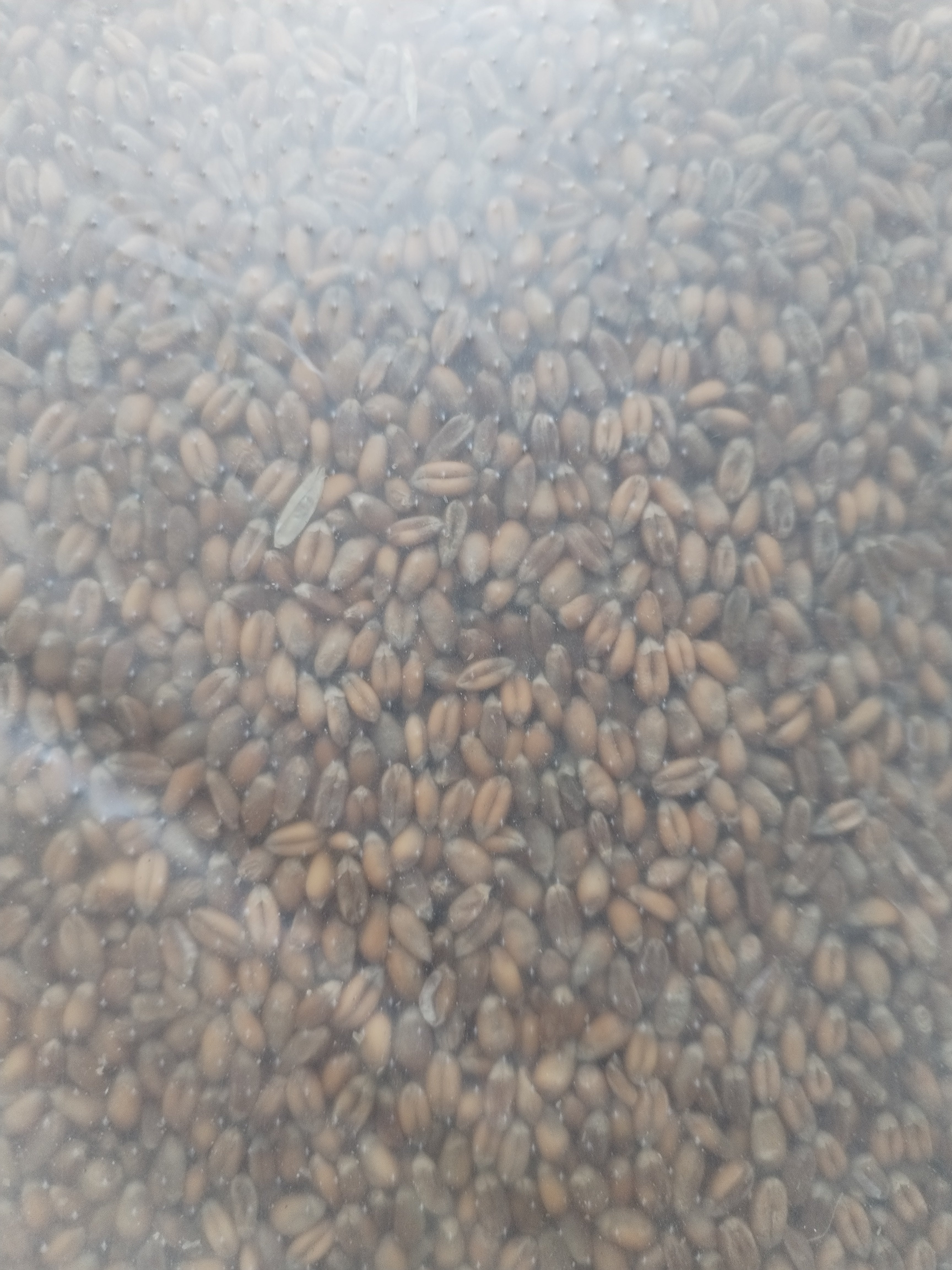 25kg Whole Wheat for Sprouting