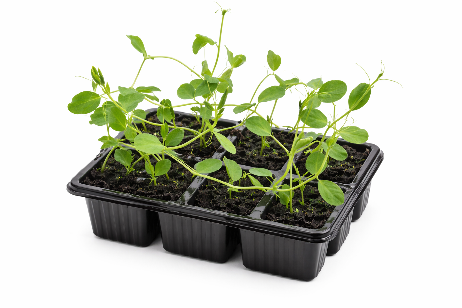 Sweet Pea ‘Royal Mixed’ Seedlings – Pack of 6 | Fragrant Climbing Garden Plants