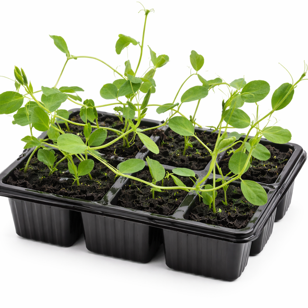 Sweet Pea ‘Royal Mixed’ Seedlings – Pack of 6 | Fragrant Climbing Garden Plants