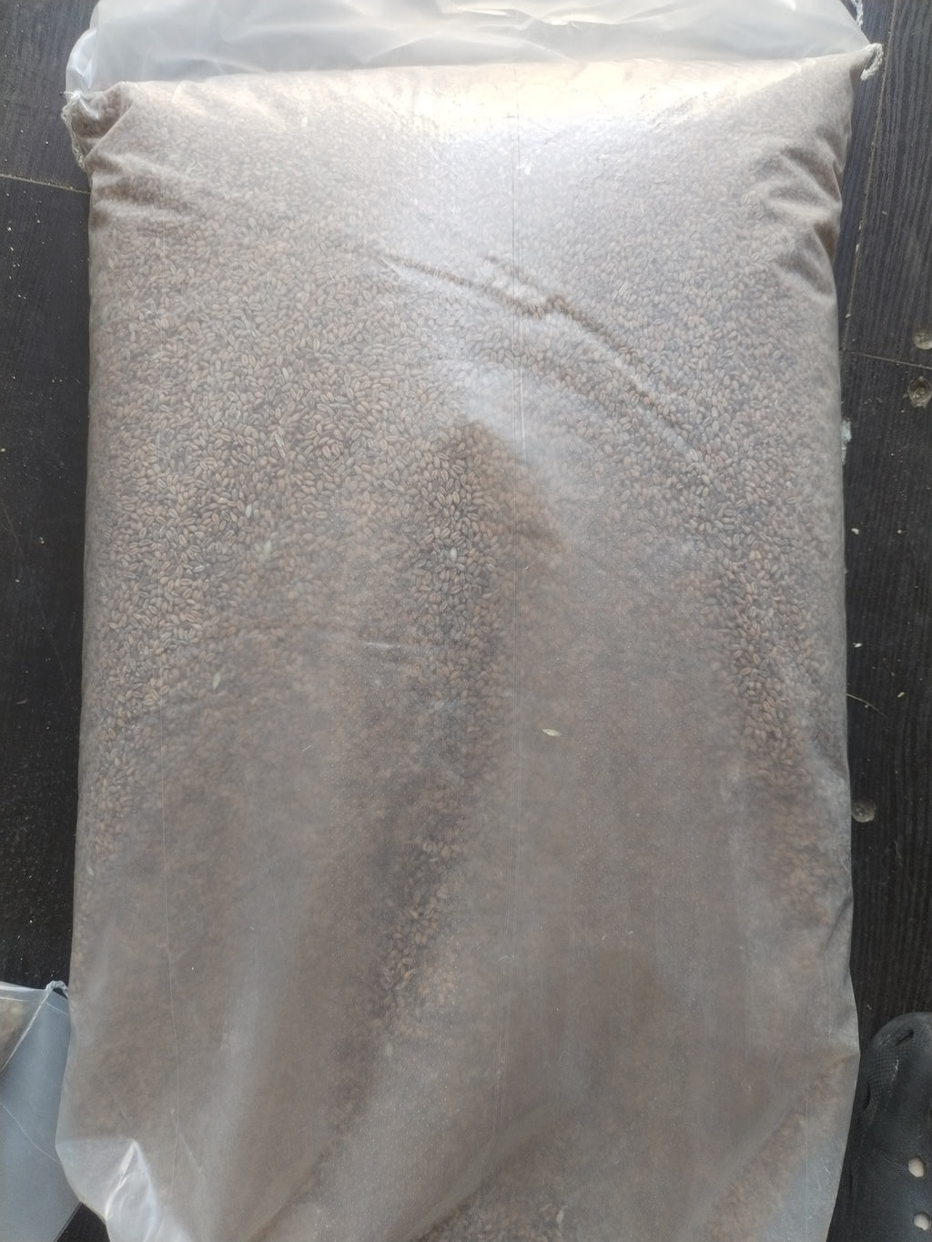 25kg Whole Wheat for Sprouting