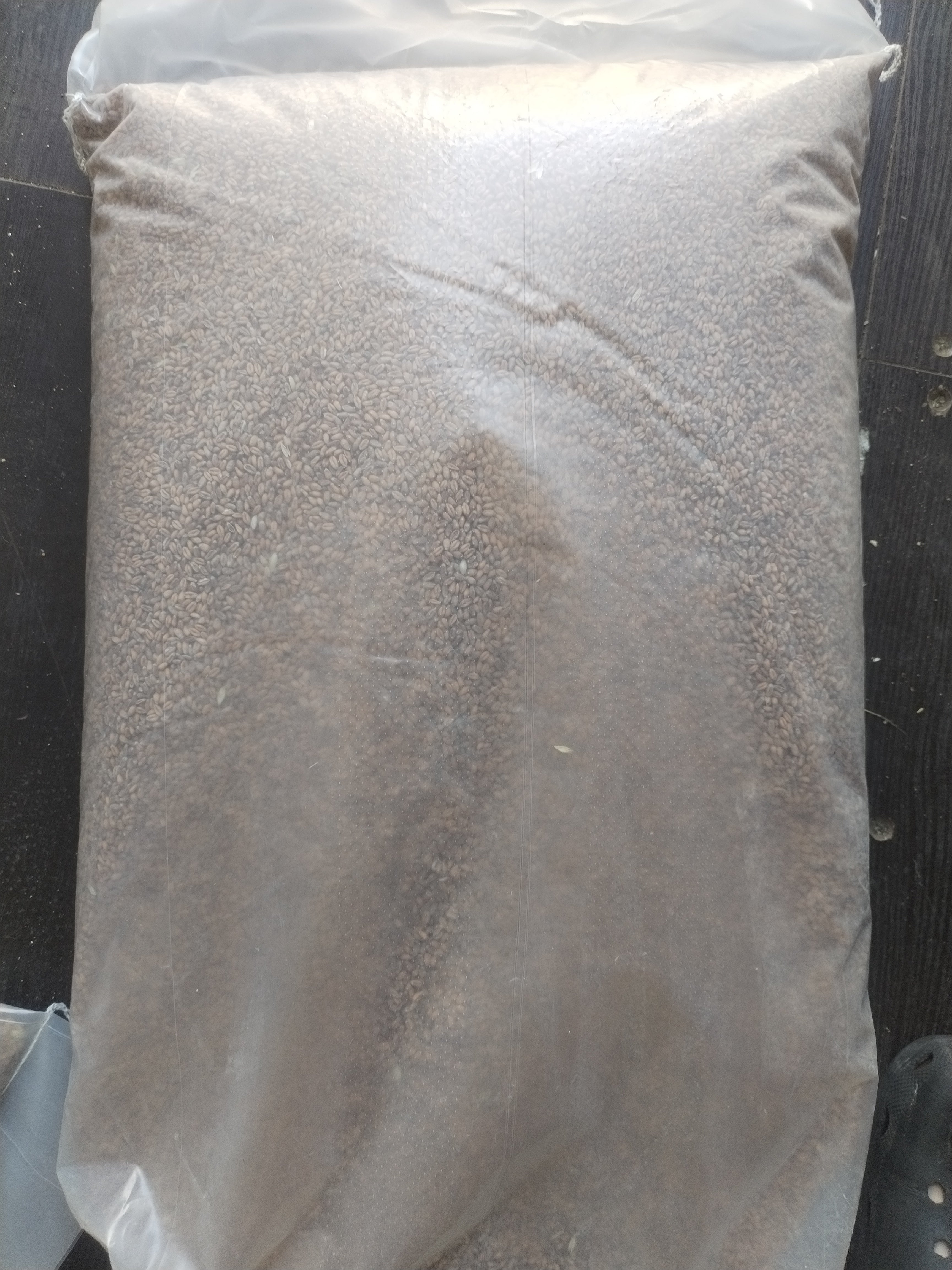 25kg Whole Wheat for Sprouting